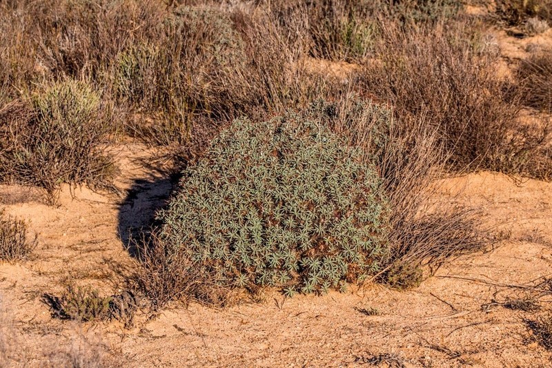 Euphorbia loricata photo 7