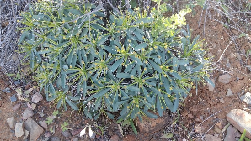 Euphorbia loricata photo 8