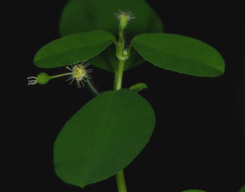 Euphorbia lottiae photo 2