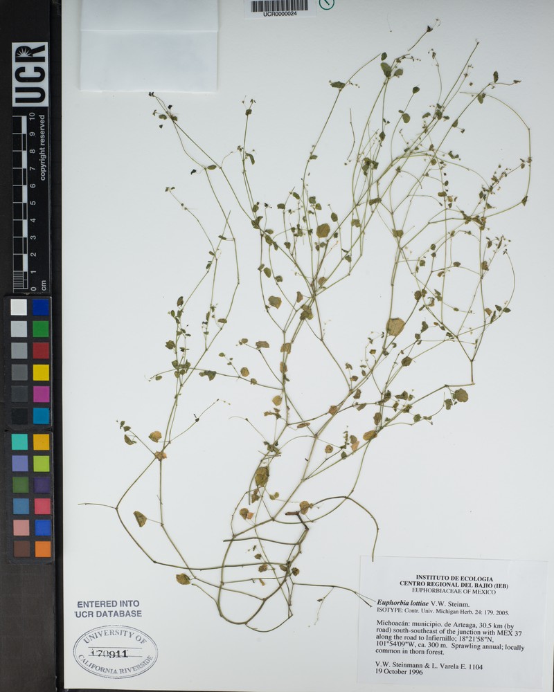 Euphorbia lottiae photo 3