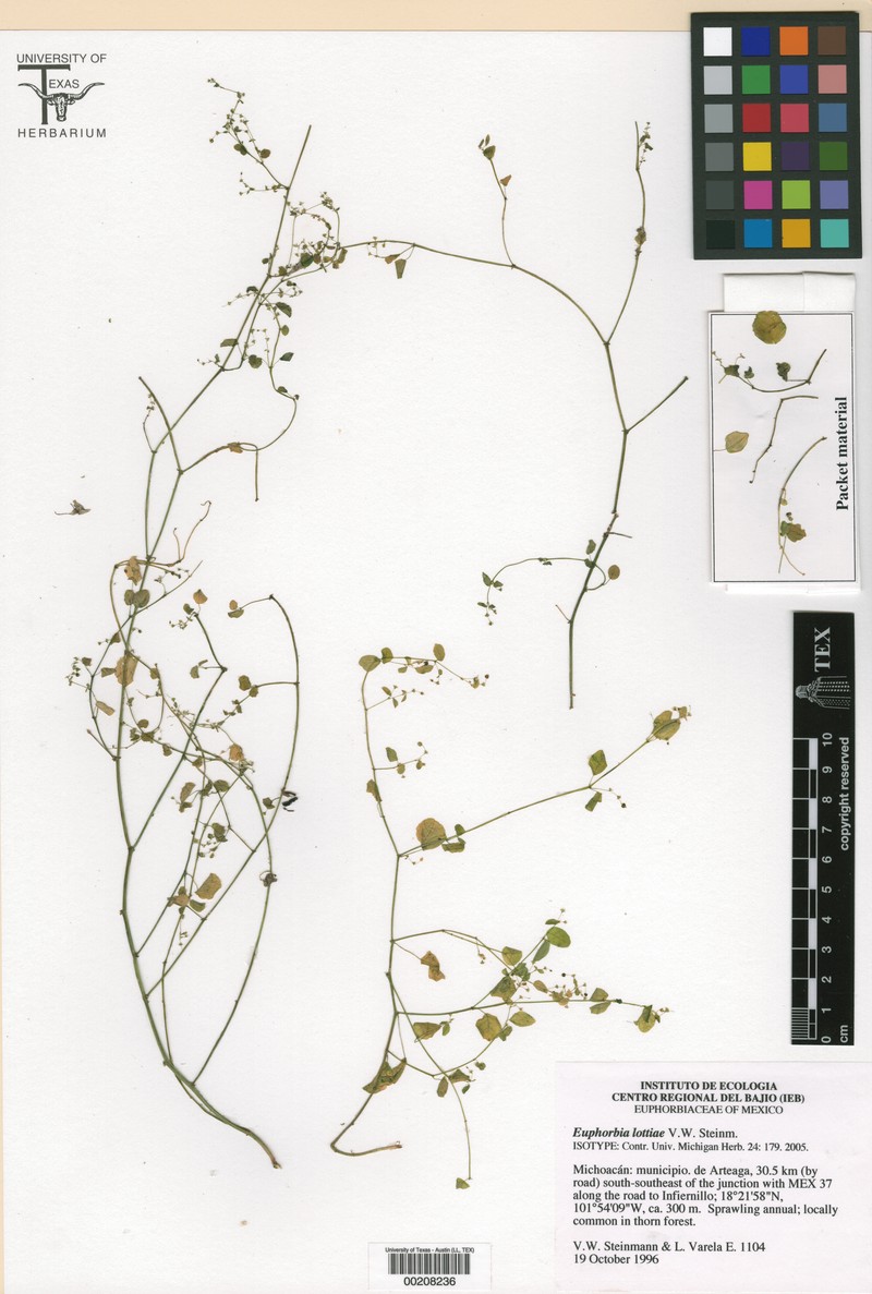 Euphorbia lottiae photo 4
