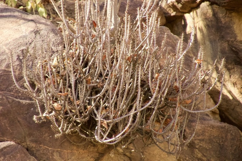 Euphorbia louwii photo 2