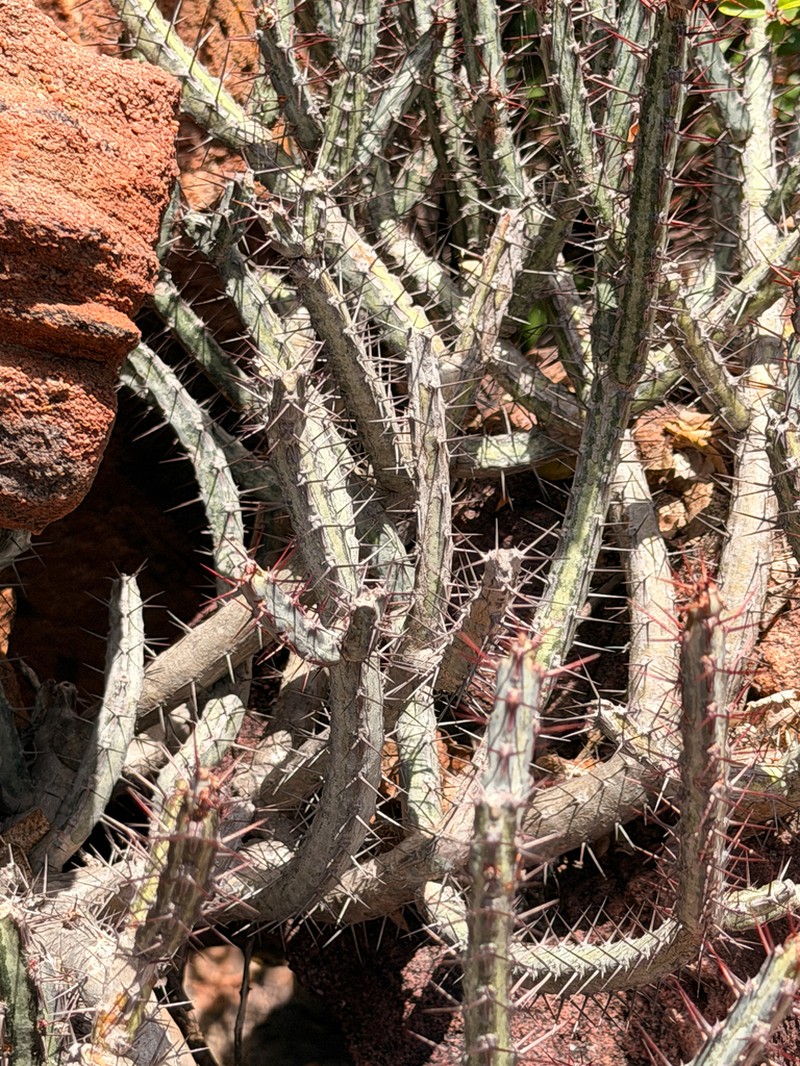 Euphorbia louwii photo 3