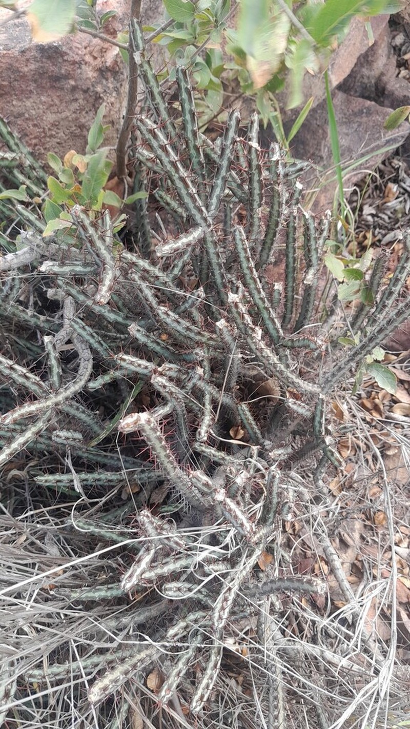 Euphorbia louwii photo 4