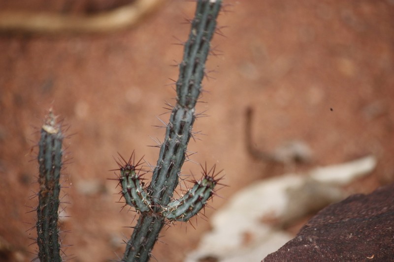 Euphorbia louwii photo 5