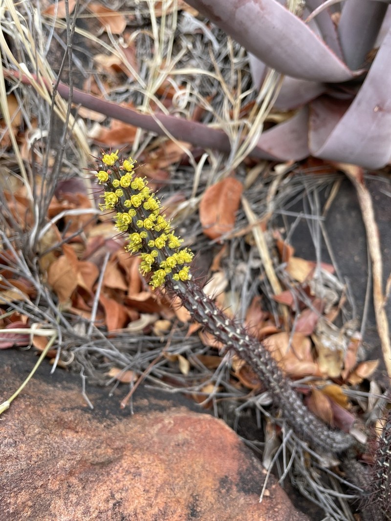 Euphorbia louwii photo 6