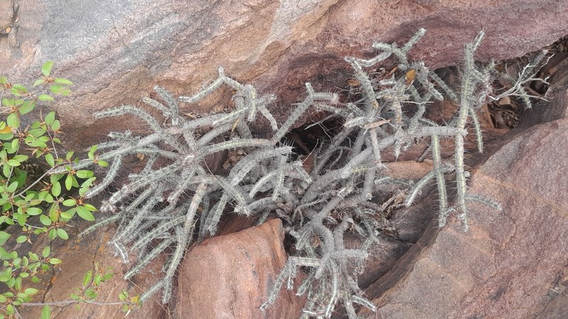 Euphorbia louwii photo 7