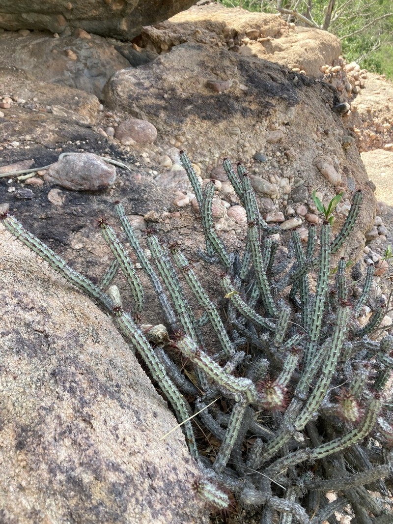 Euphorbia louwii photo 8