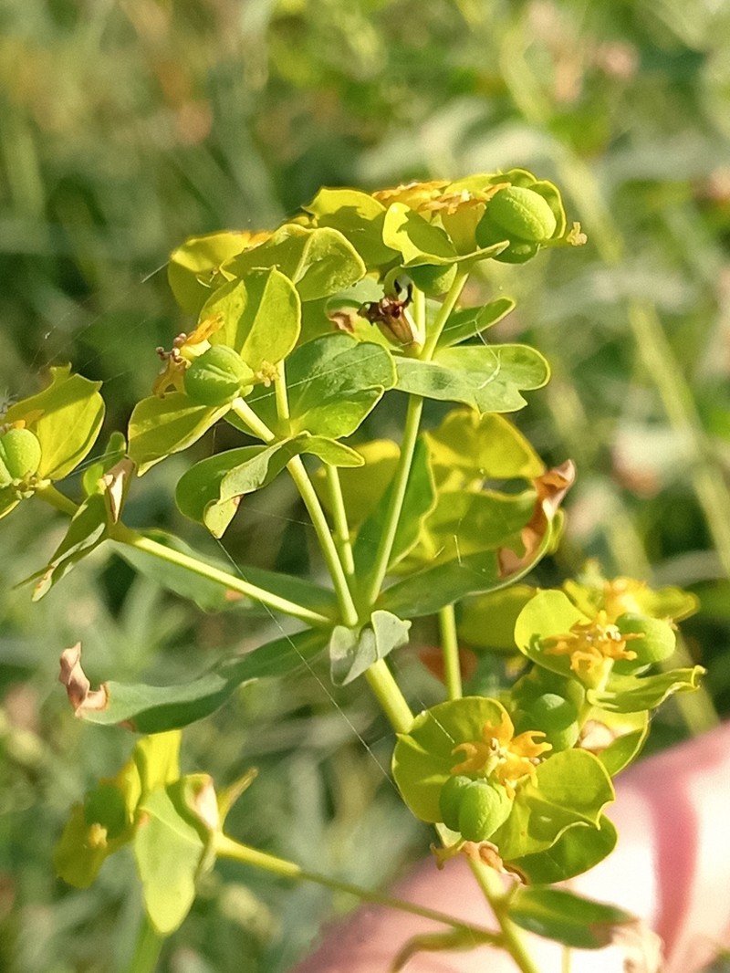 Shining Spurge