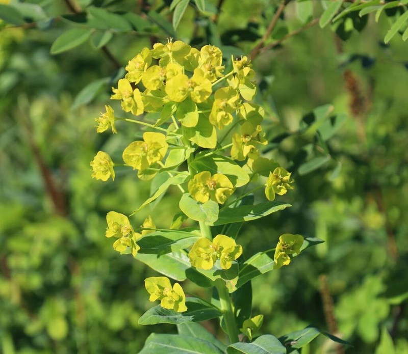 Shining Spurge photo 2
