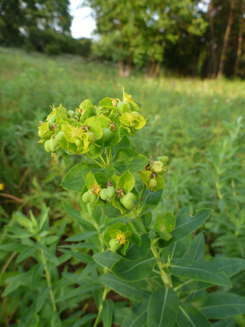 Shining Spurge photo 3