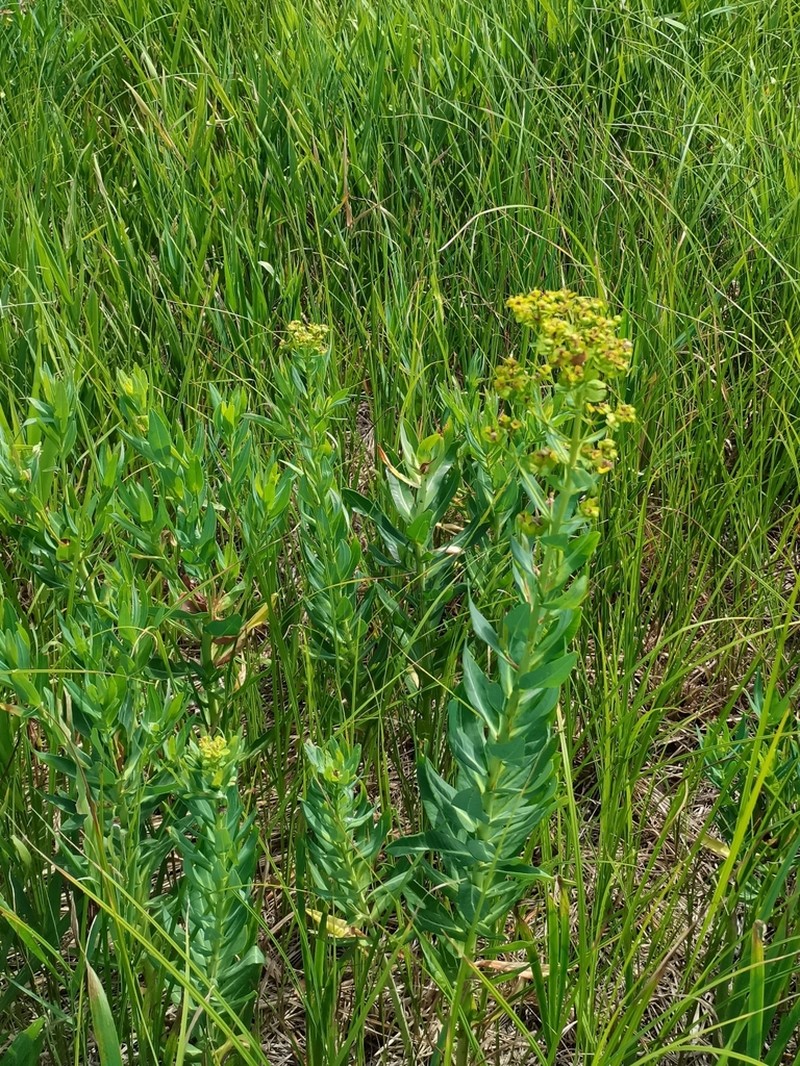 Shining Spurge photo 4