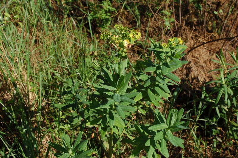 Shining Spurge photo 5