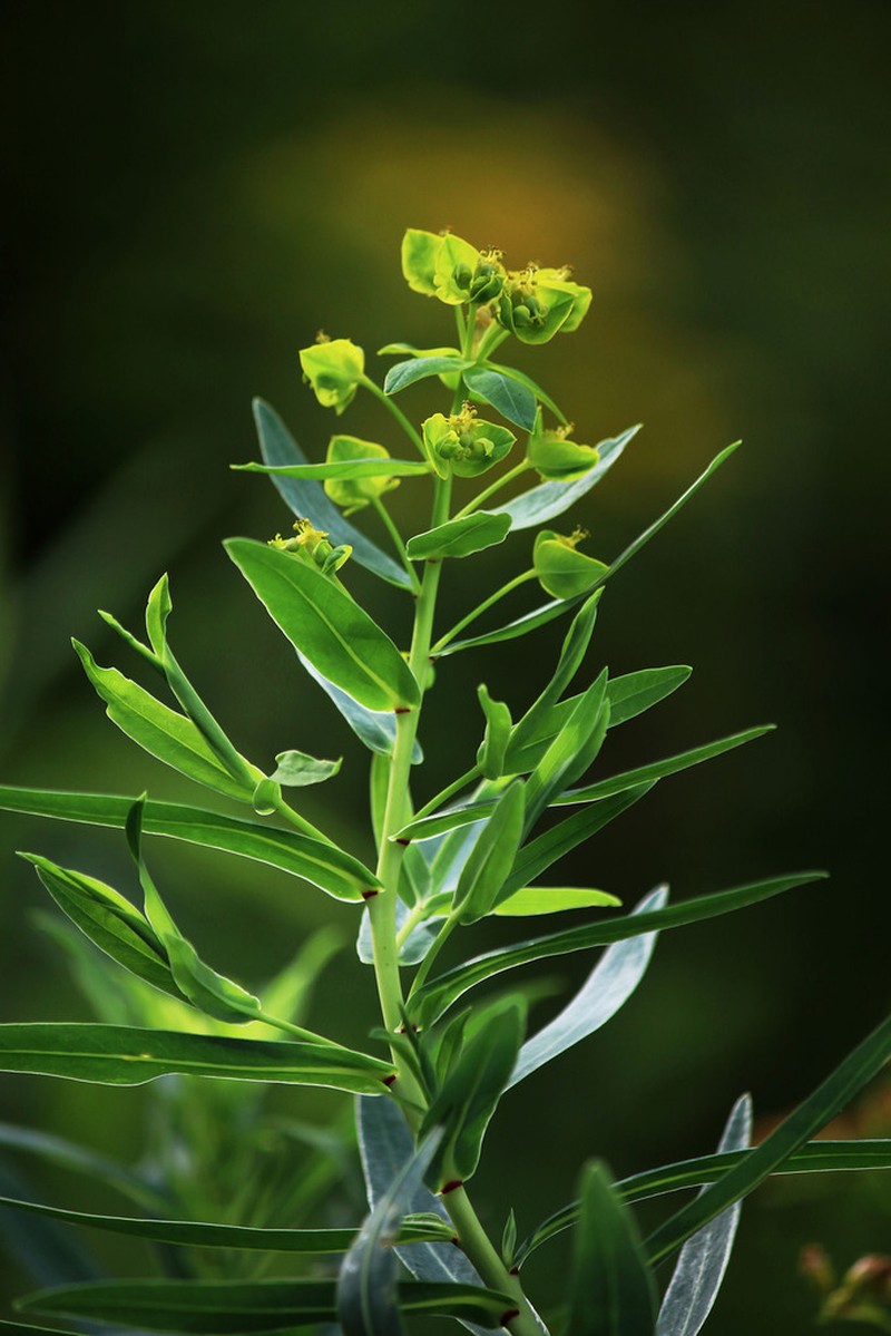 Shining Spurge photo 6