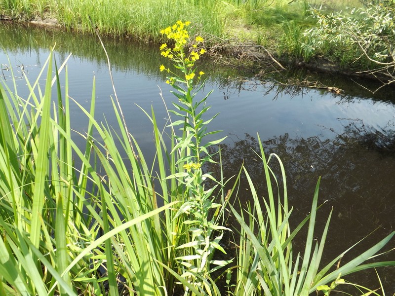 Shining Spurge photo 7