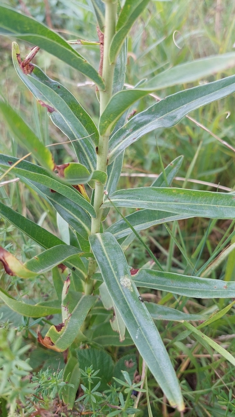 Shining Spurge photo 8