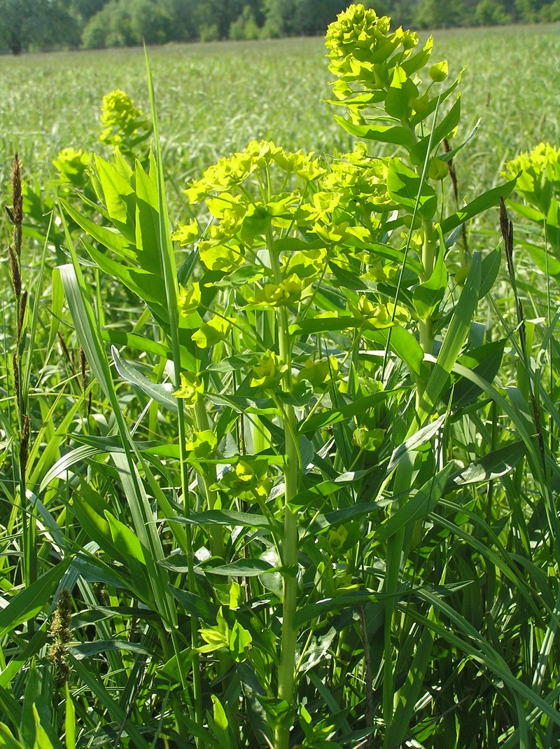 Shining Spurge photo 2