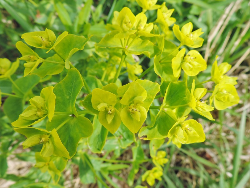 Shining Spurge photo 4