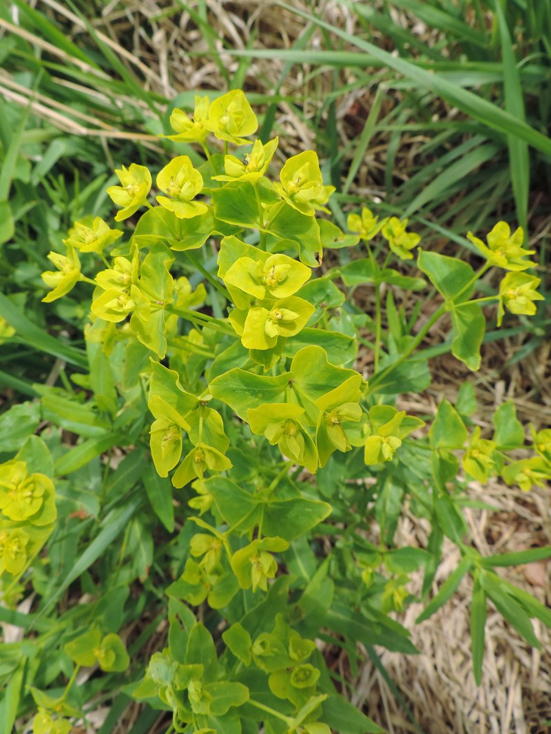 Shining Spurge photo 5