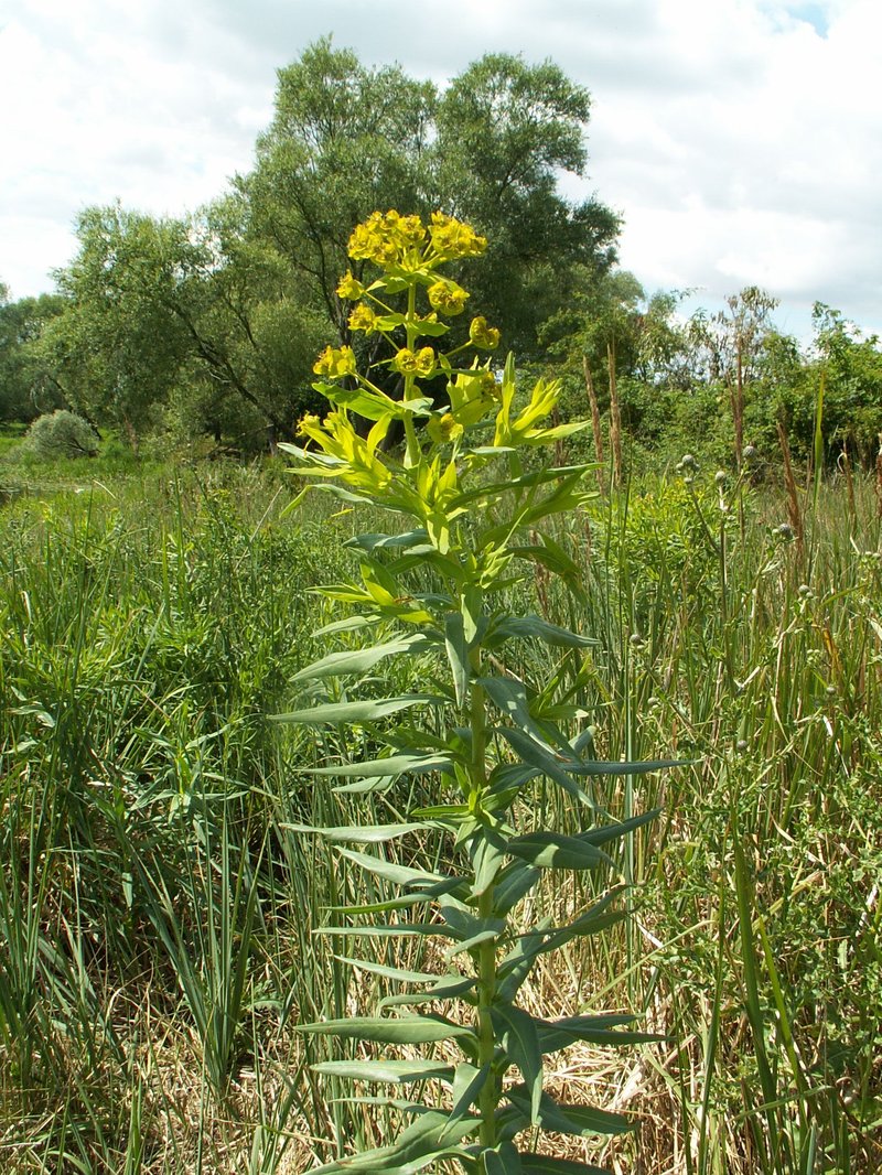 Shining Spurge photo 6