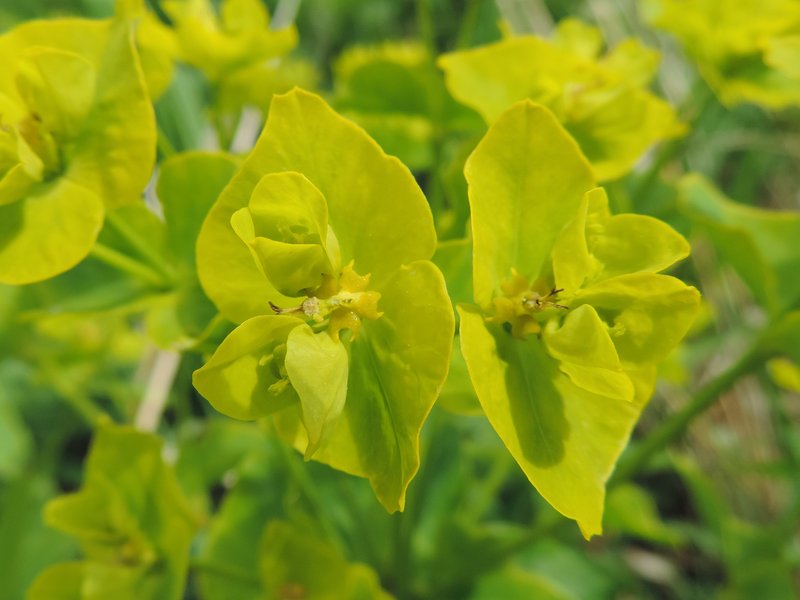 Shining Spurge photo 7