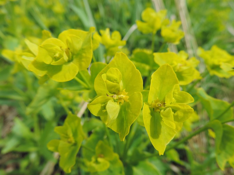 Shining Spurge photo 8
