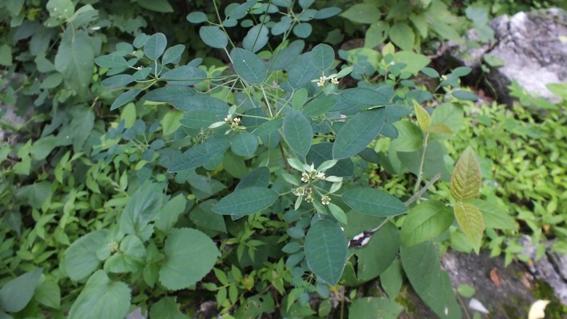 Euphorbia lucii-smithii