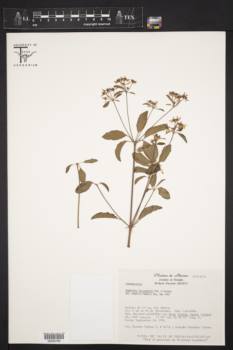 Euphorbia lucii-smithii photo 3