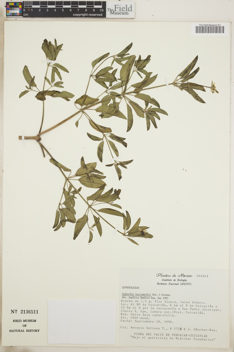 Euphorbia lucii-smithii photo 4