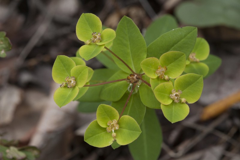 Euphorbia lucorum