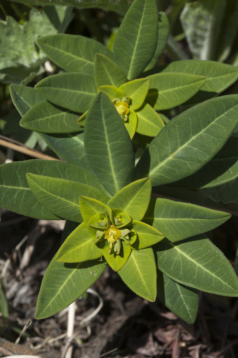 Euphorbia lucorum photo 2