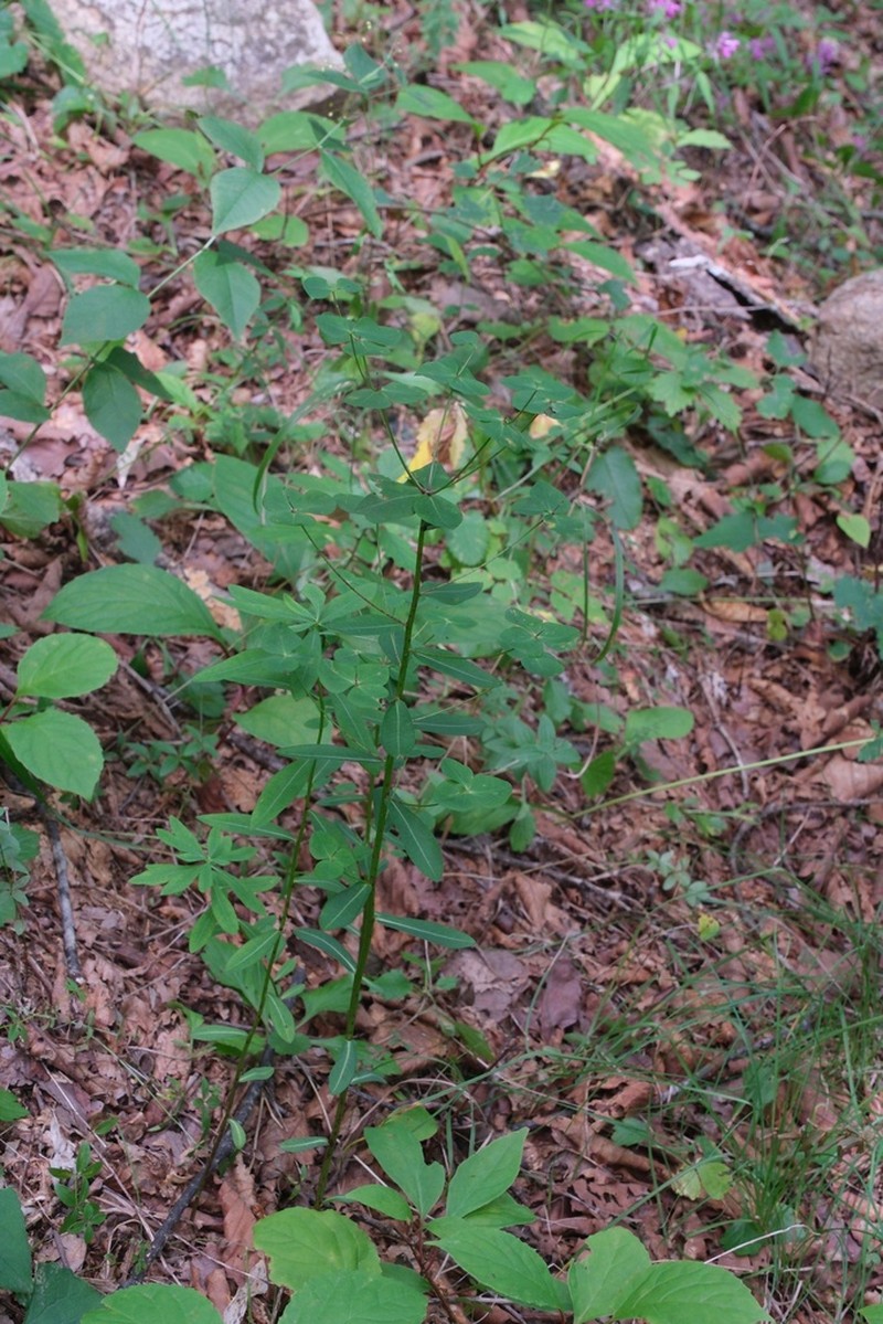 Euphorbia lucorum photo 3