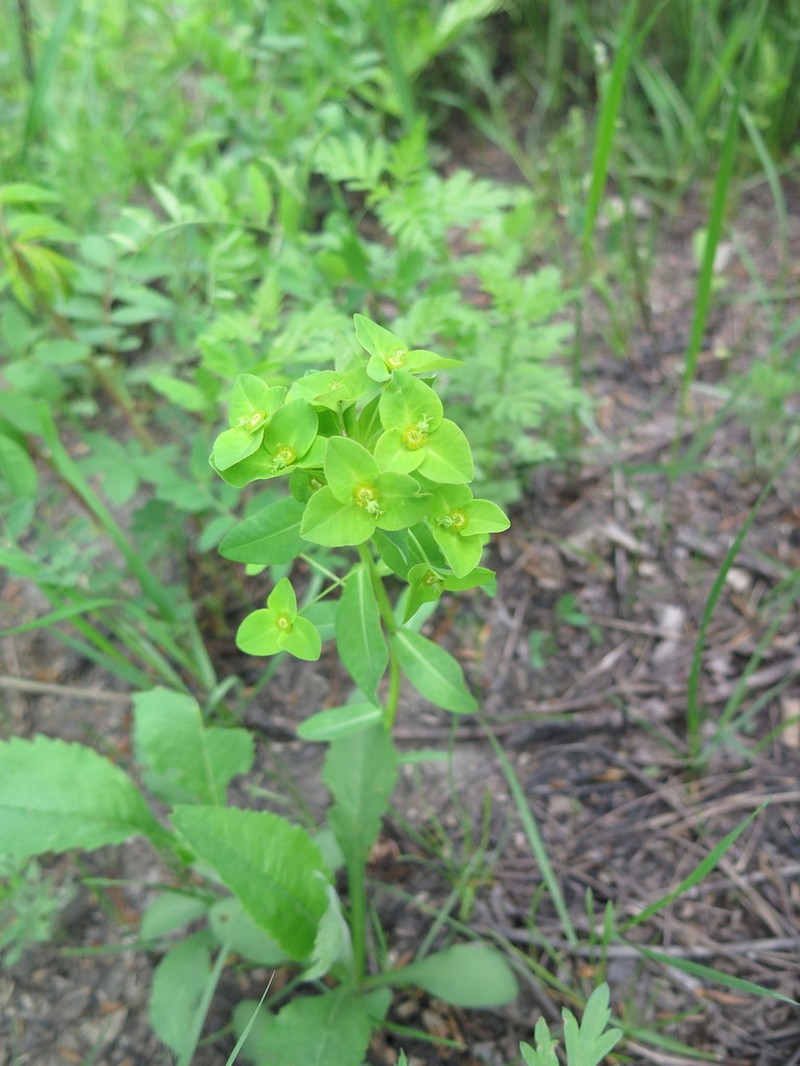 Euphorbia lucorum photo 4