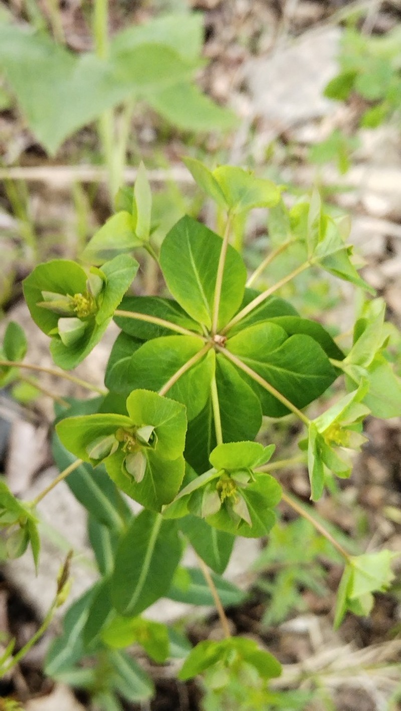 Euphorbia lucorum photo 5