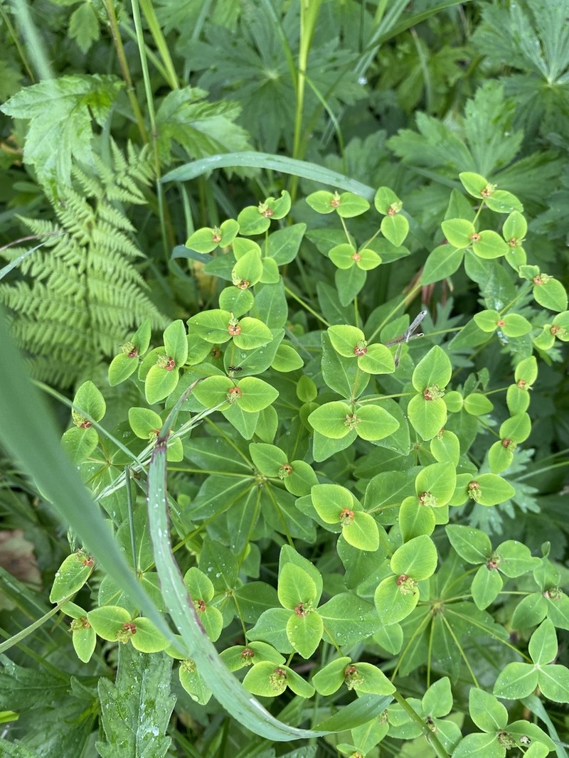 Euphorbia lucorum photo 6