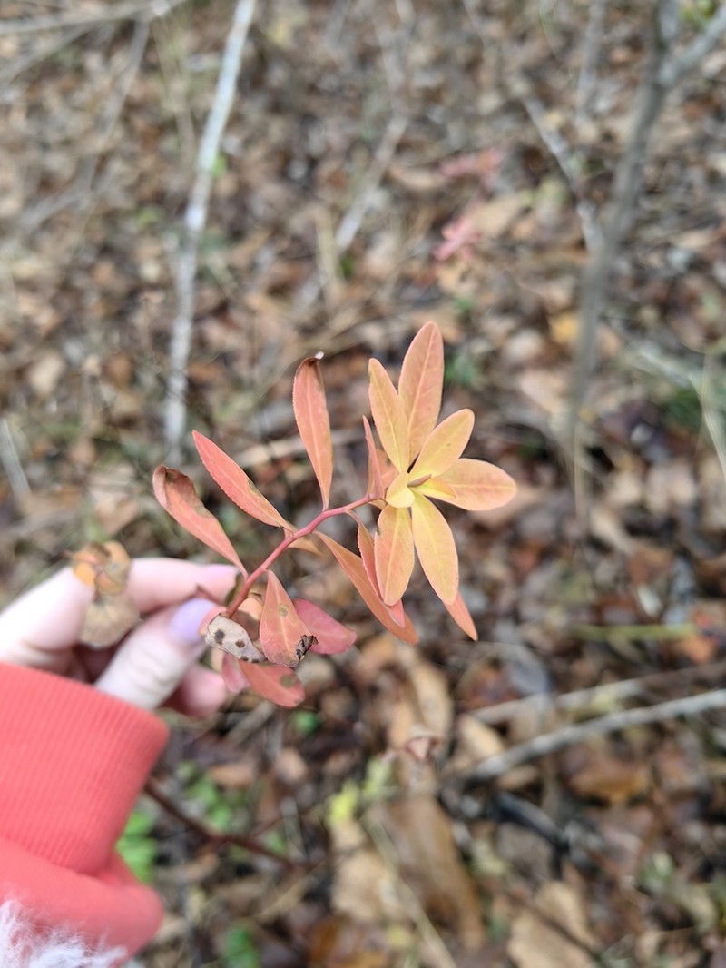 Euphorbia lucorum photo 7
