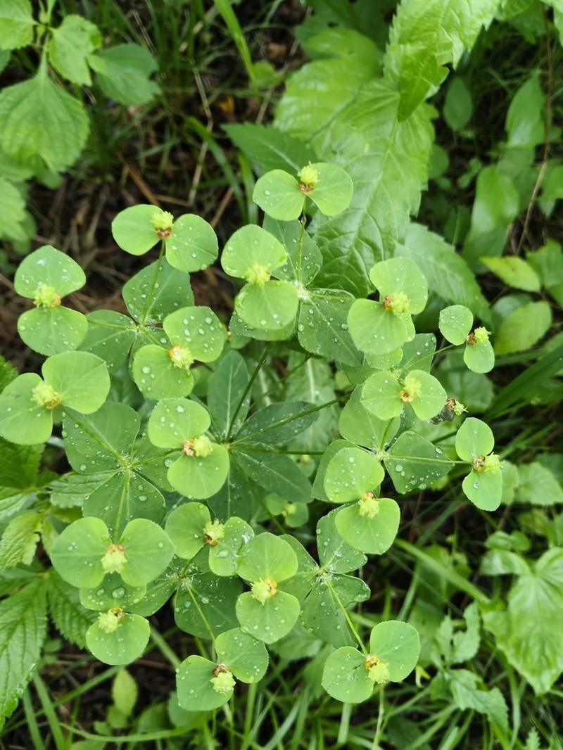 Euphorbia lucorum photo 8