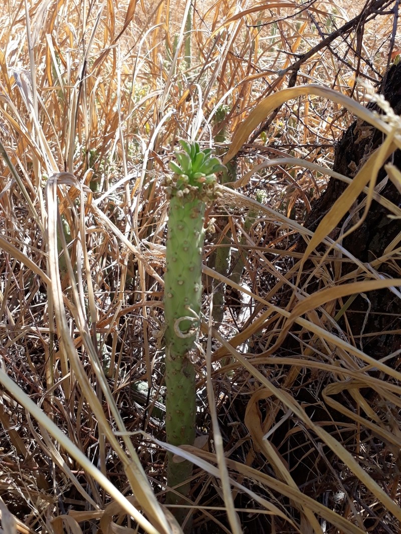 Euphorbia lugardiae