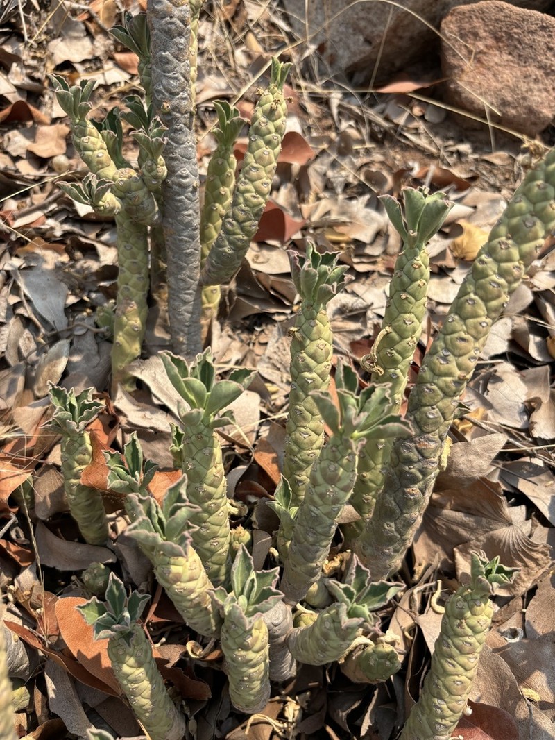 Euphorbia lugardiae photo 2