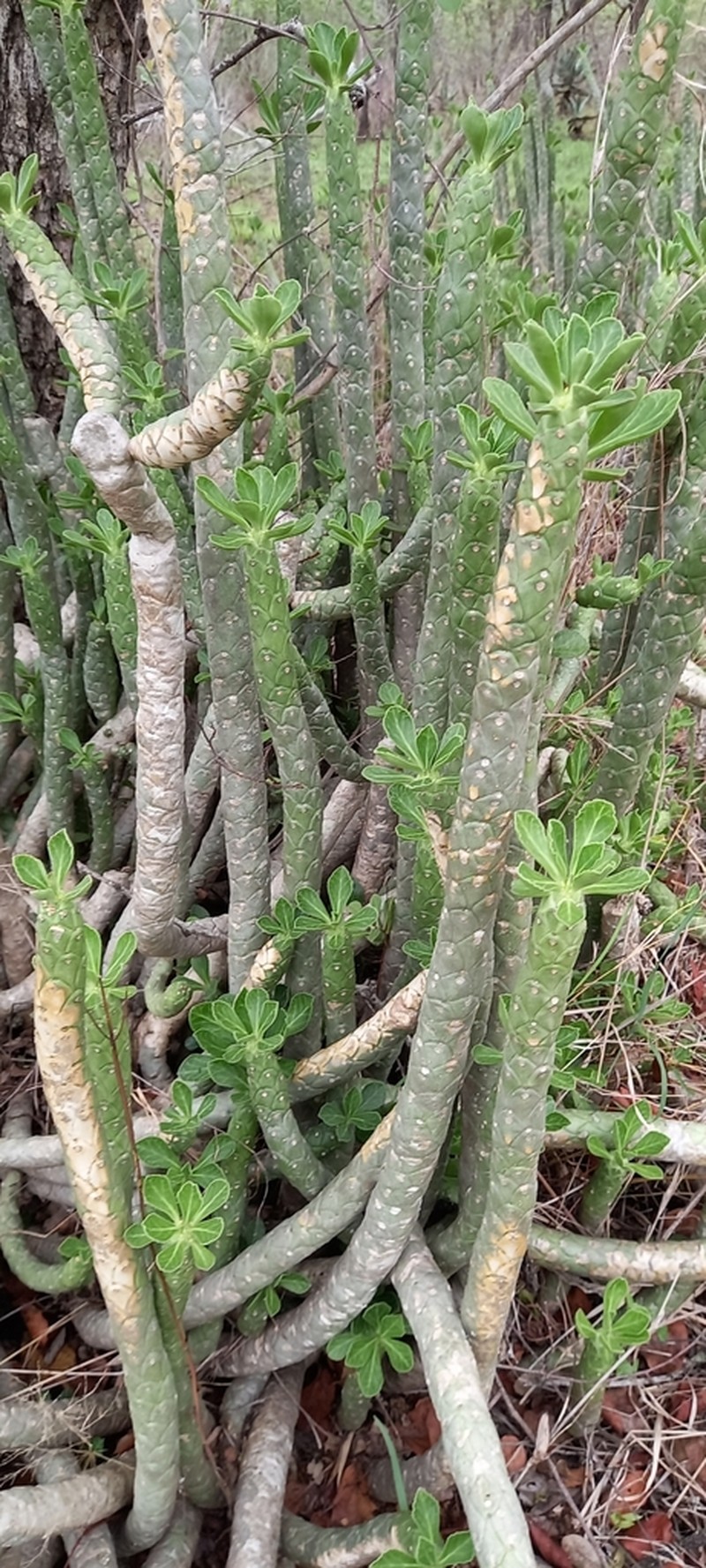 Euphorbia lugardiae photo 3