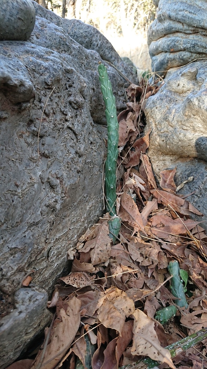 Euphorbia lugardiae photo 4