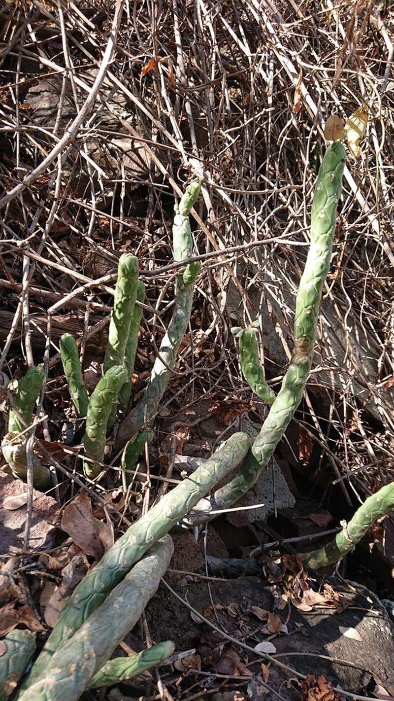 Euphorbia lugardiae photo 5