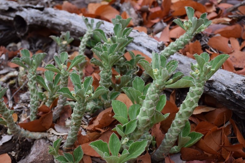 Euphorbia lugardiae photo 6