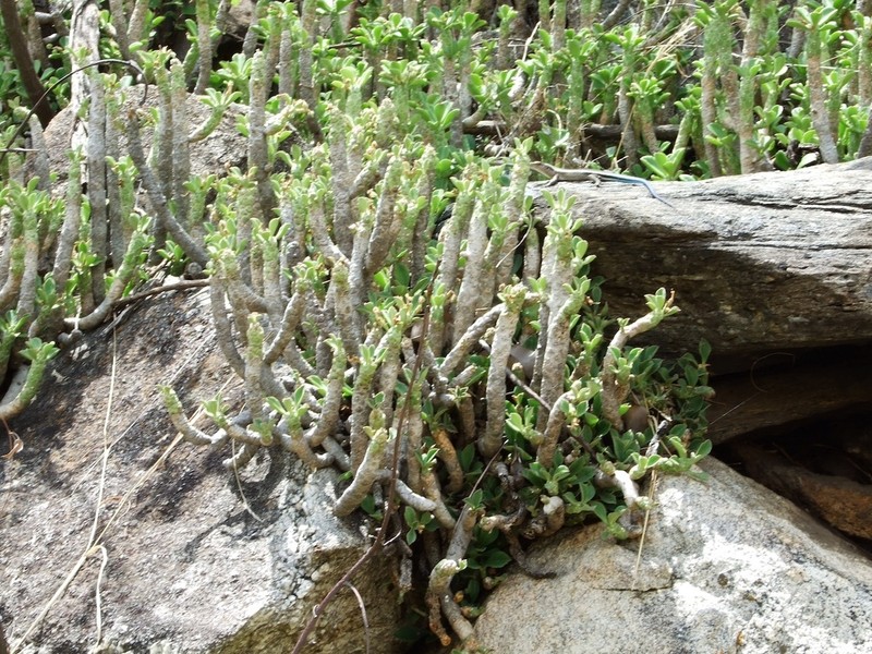 Euphorbia lugardiae photo 7