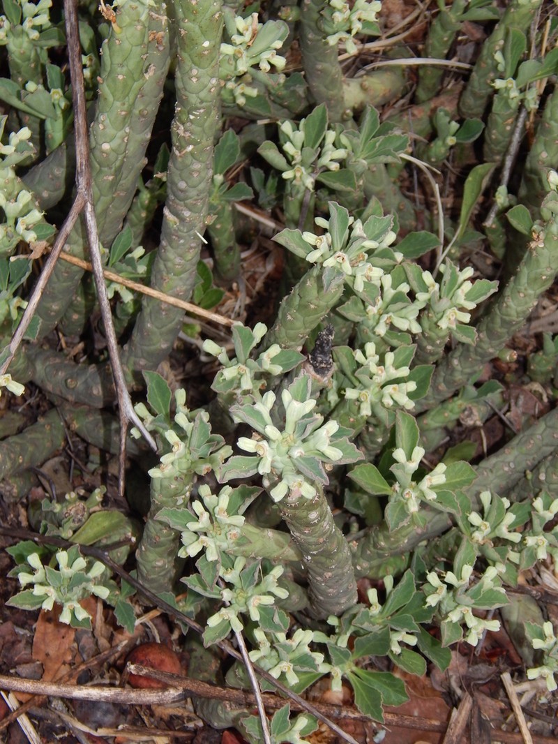 Euphorbia lugardiae photo 8