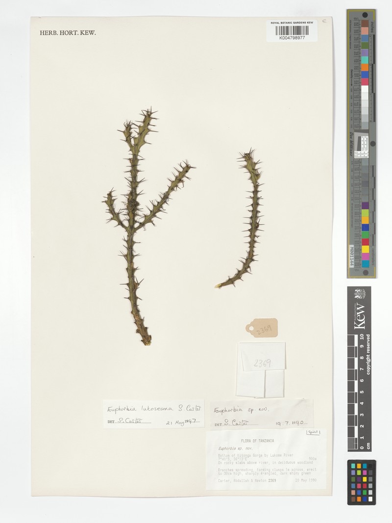Euphorbia lukoseana photo 2