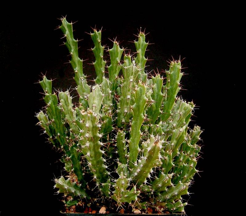 Euphorbia lukoseana