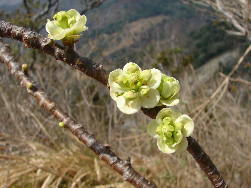 Euphorbia lundelliana
