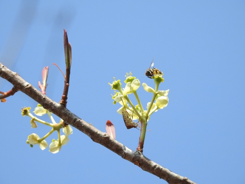 Euphorbia lundelliana photo 2