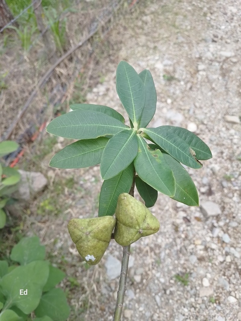 Euphorbia lundelliana photo 3